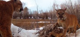 Study finds Pumas exhibiting behavior like social animals