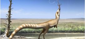 This Dinosaur Had a 'Bandit Mask' Like a Raccoon, Researchers Say