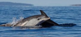 Whales & Dolphins Have Rich, 'Human-Like' Societies, says new research