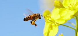 Bees can be left or right-handed like humans, says new study