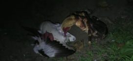 Enormous Crab Attacking And Devouring Bird (Video)