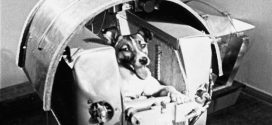 Laika the Cosmonaut Dog: USSR sends first living creature into orbit