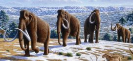 Male mammoths were good at falling in holes, says new research