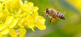 Pesticides stop bees buzzing and releasing pollen, says new research