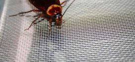 Research shows preferred spots for household insects