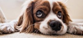 Researchers Say Dogs Are Attracted to Smiling Human Faces