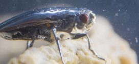 Researchers Solve the Mystery of America's Scuba-diving Fly