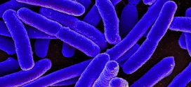 Researchers send E. coli bacteria to space for rare experiment