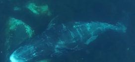 Whales migrate thousands of miles to scratch an itch (Video)