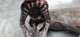 ‘Living fossil’ frilled shark caught off Algarve coast (Photo)