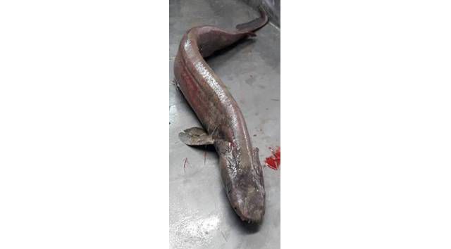 ‘Living fossil’ frilled shark caught off Algarve coast