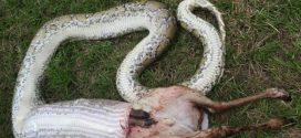 Python devours deer at Collier Seminole State Park (Photo)