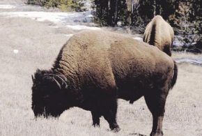 Yellowstone to half reopen, amid COVID-19 self-quarantine differences between states