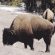 Yellowstone to half reopen, amid COVID-19 self-quarantine differences between states