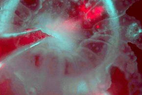 Microscope allows gentle, continuous imaging of light-sensitive corals (Study)