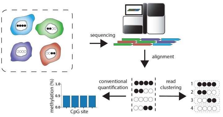 Novel software reveals molecular barcodes that distinguish different cell types